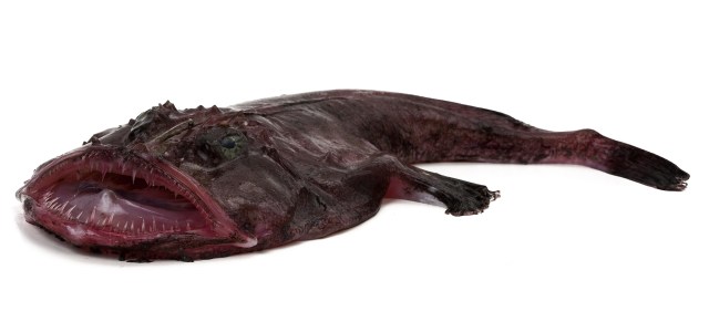 Au bout du roux l'eau?