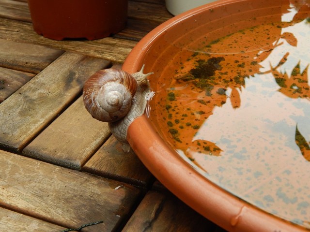 Escargot eau 1
