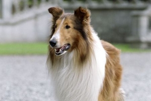 Lassie 1