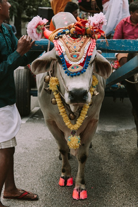Vache sacre 2